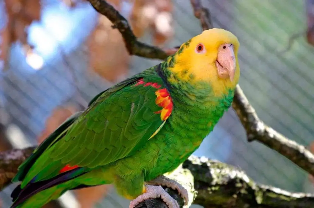 Yellow-Headed Amazon Parrot - wide 5