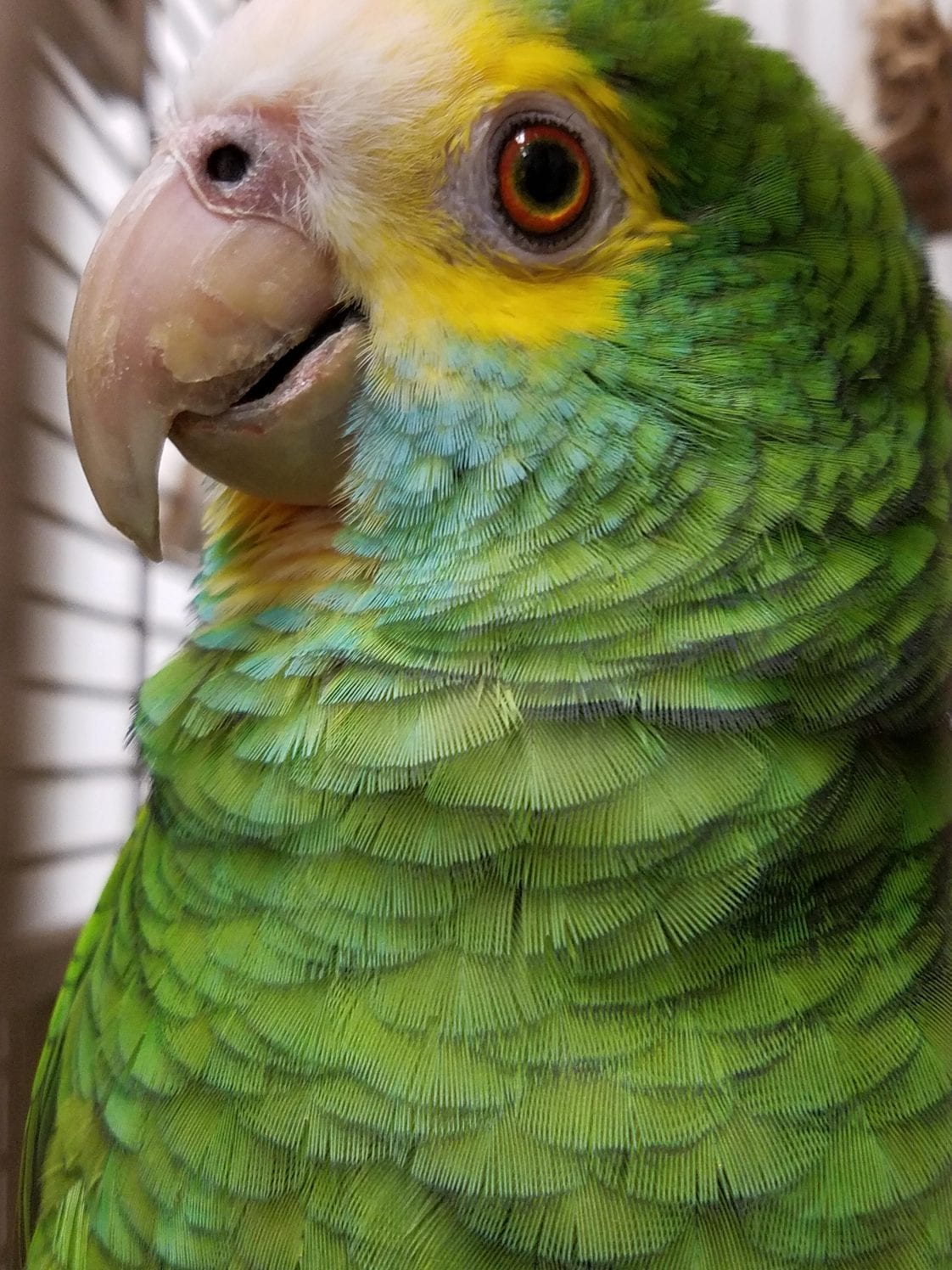 Yellowshouldered Amazon Care Sheet Birds Coo