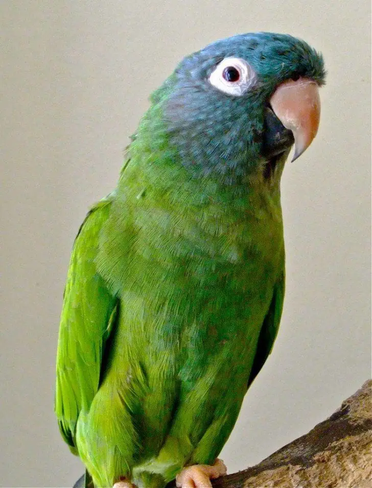 Blue-crowned Conure Care Sheet - Birds Coo