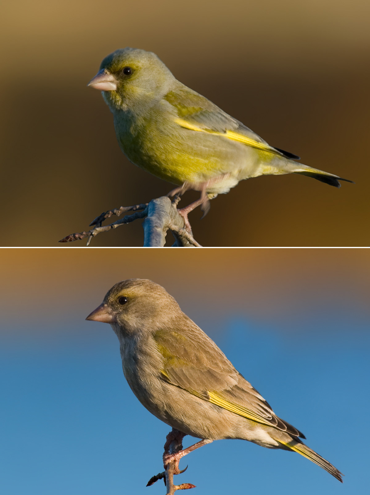 European Greenfinch Care Sheet | Birds Coo