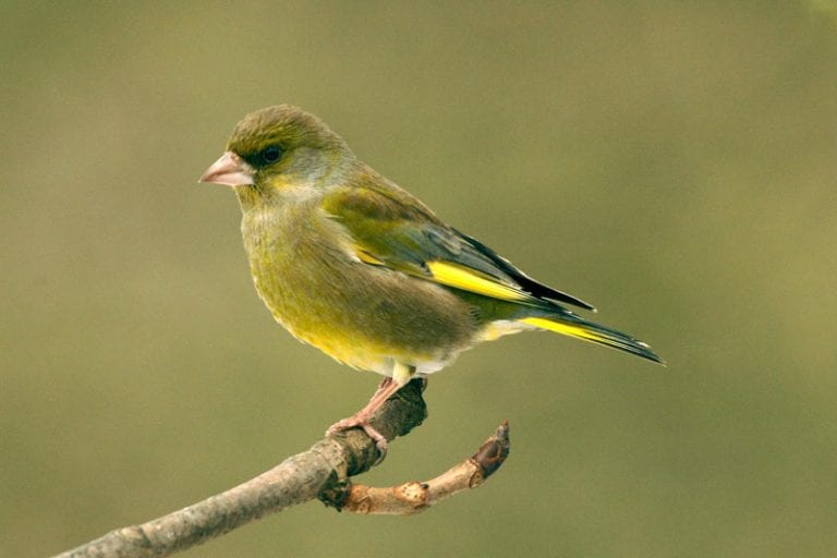 European Greenfinch Care Sheet | Birds Coo