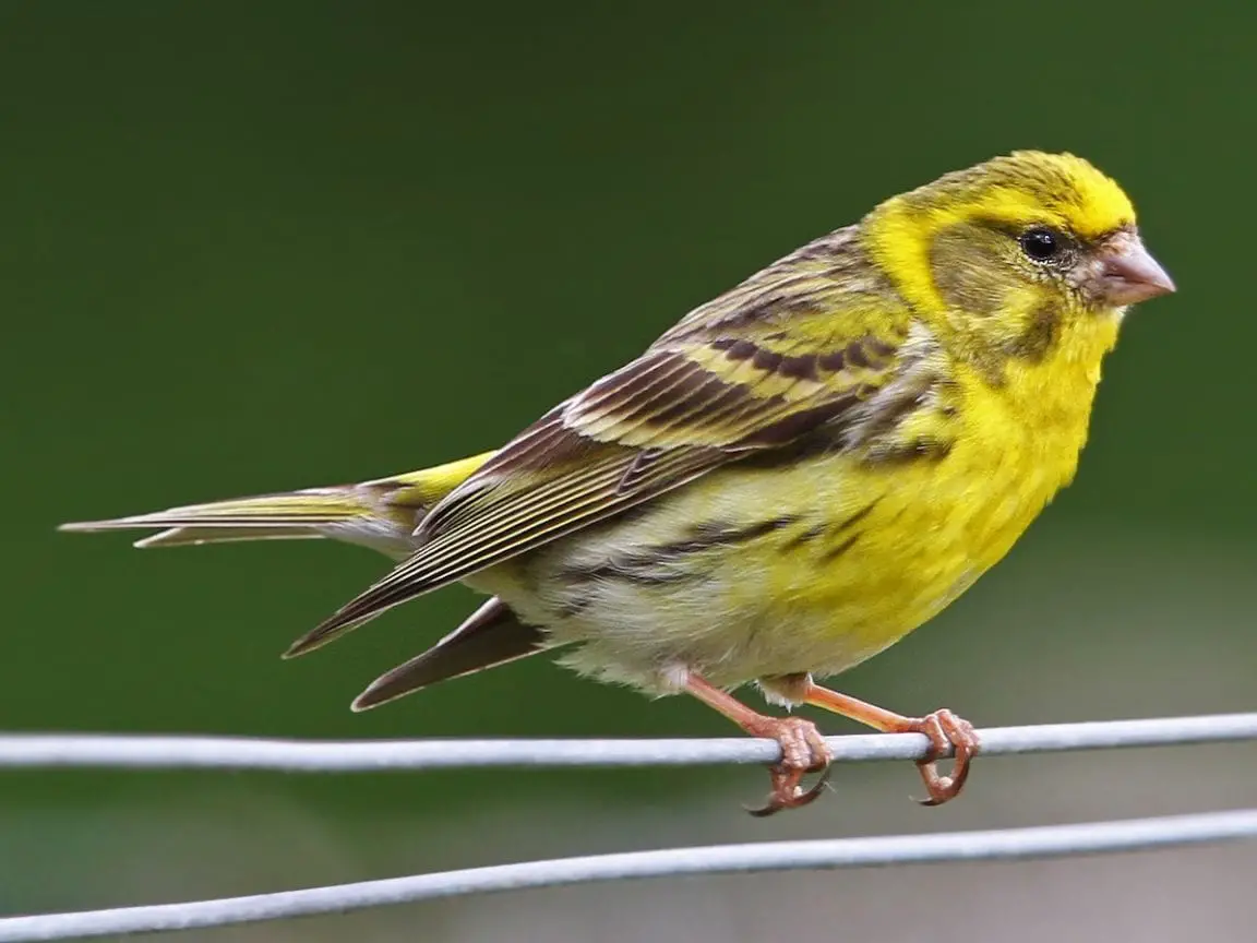 European Serin Care Sheet | Birds Coo