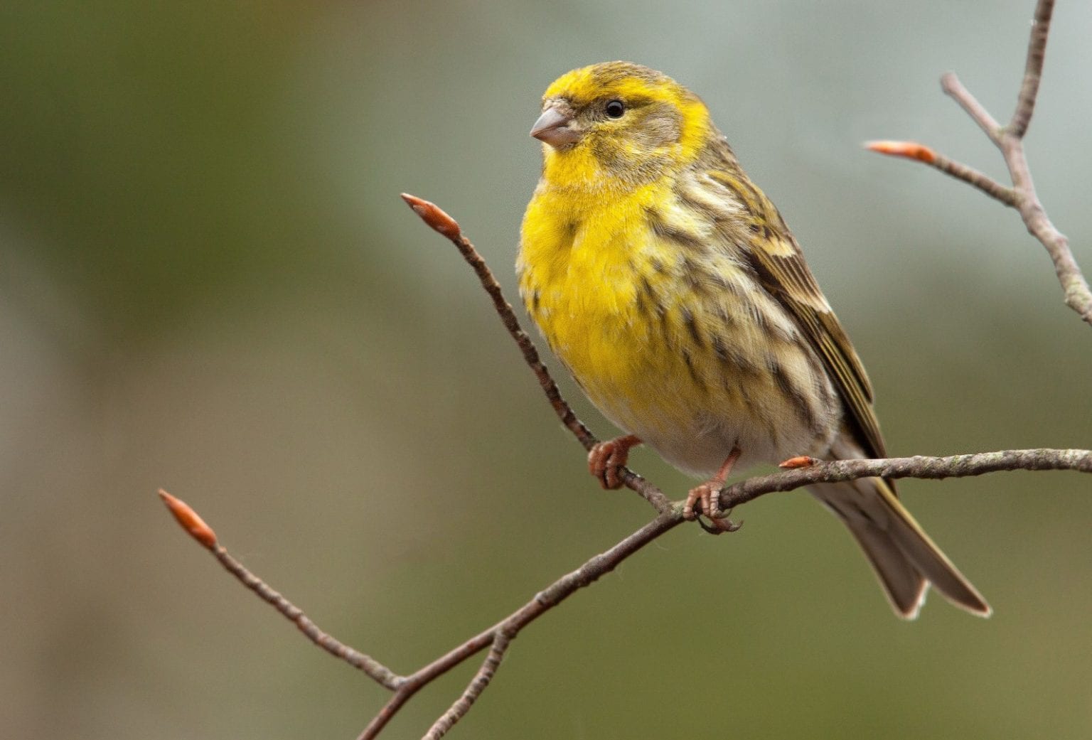 European Serin Care Sheet | Birds Coo