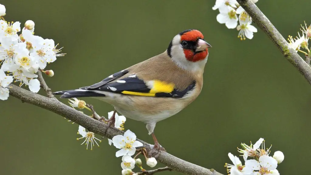 European Goldfinch Care Sheet Birds Coo