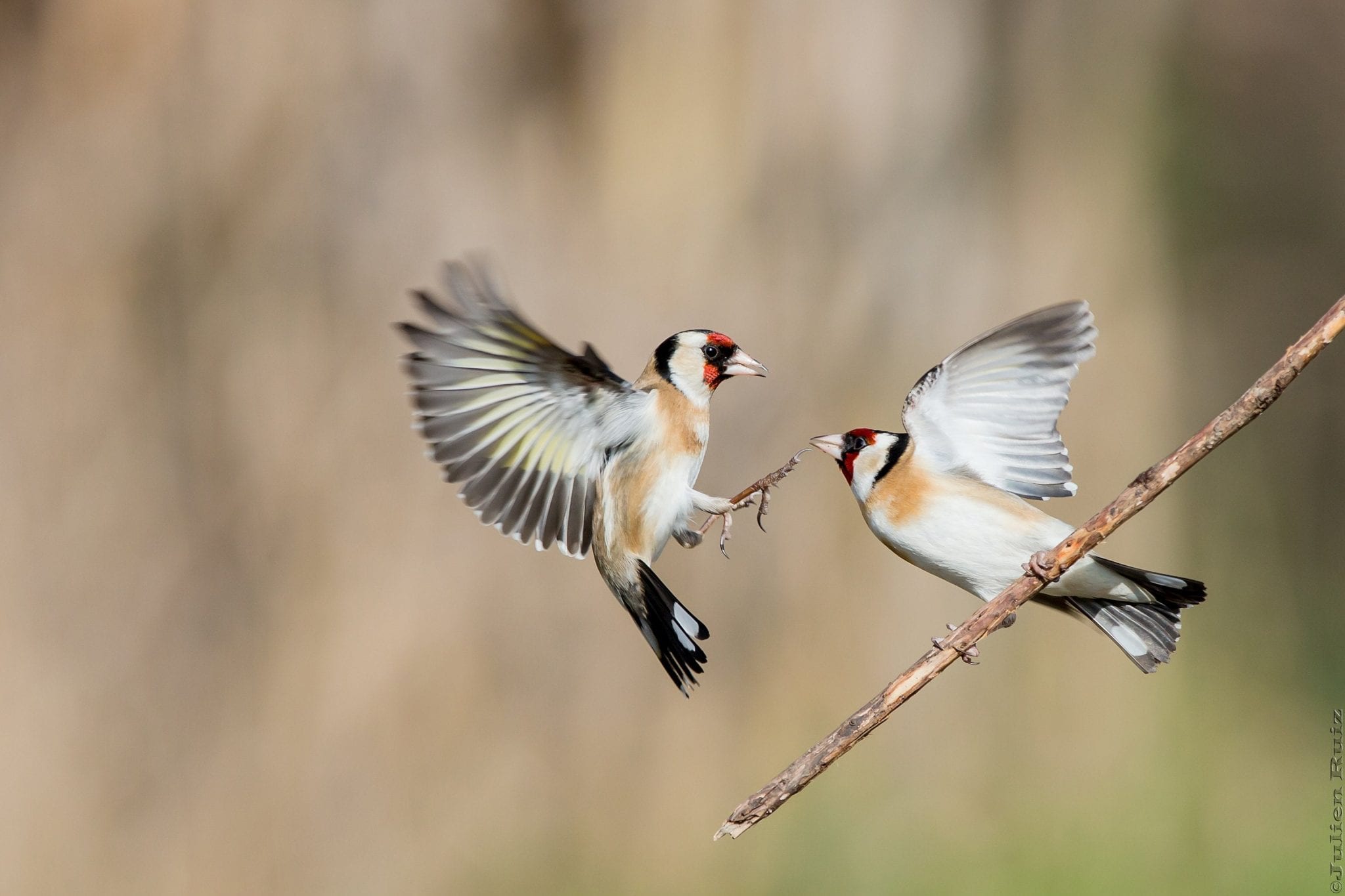 European Goldfinch Care Sheet | Birds Coo