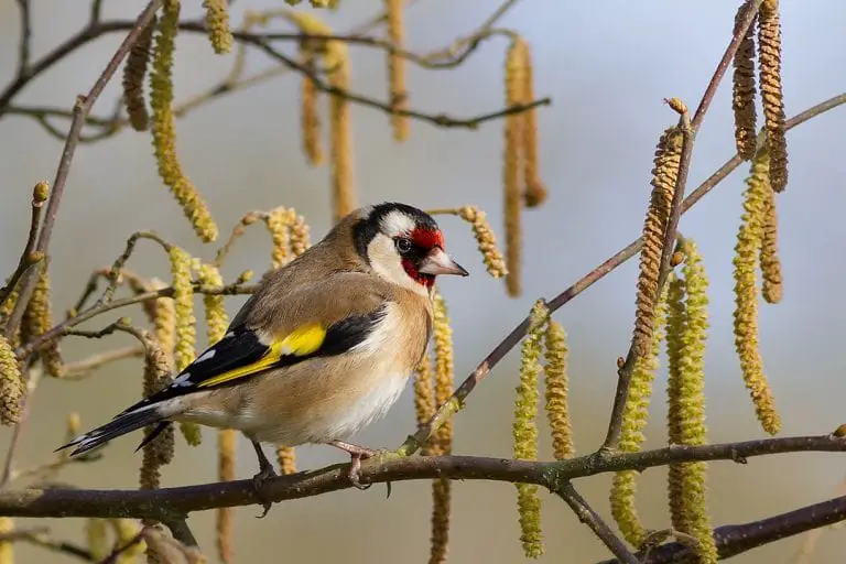 island-life-in-a-monastery-the-goldfinch-savior-bird