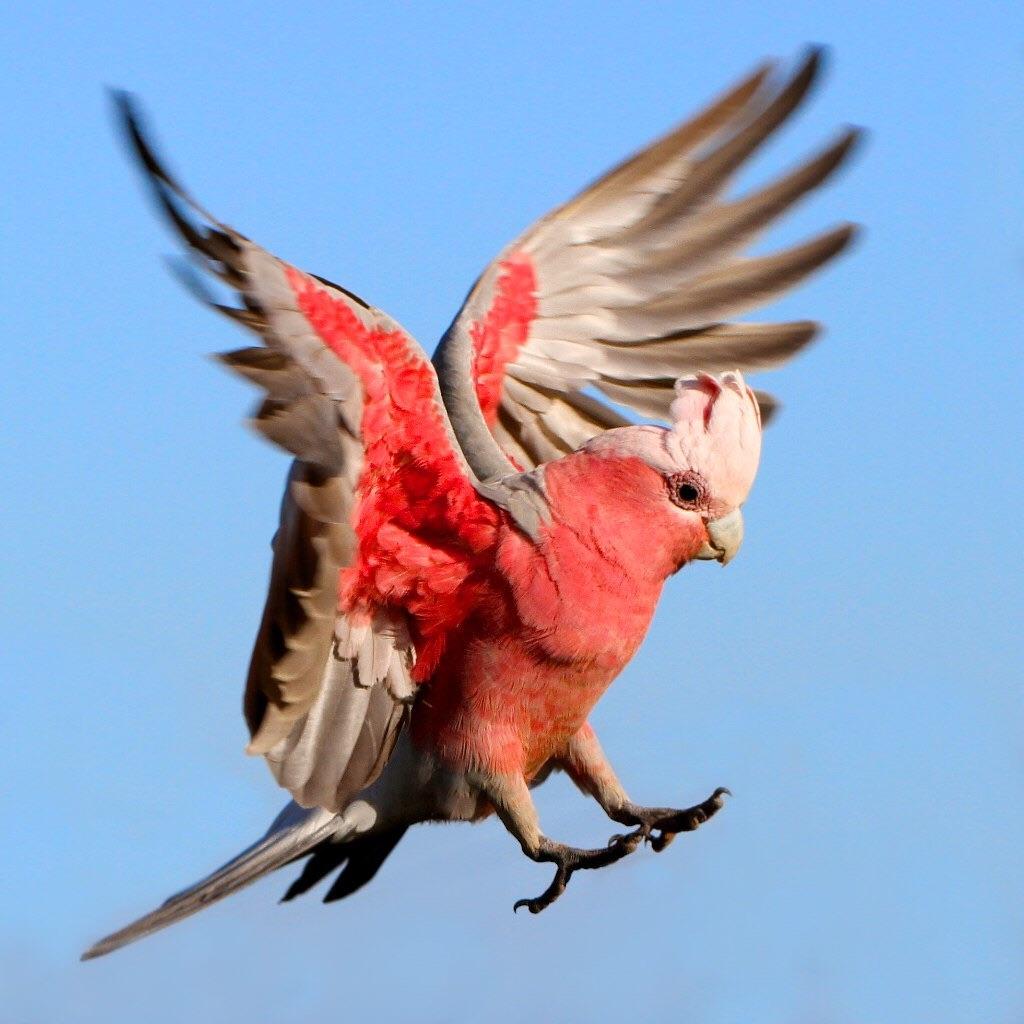 galah cockatoo