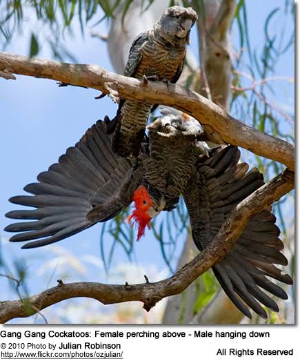 gang gang cockatoo talking ability