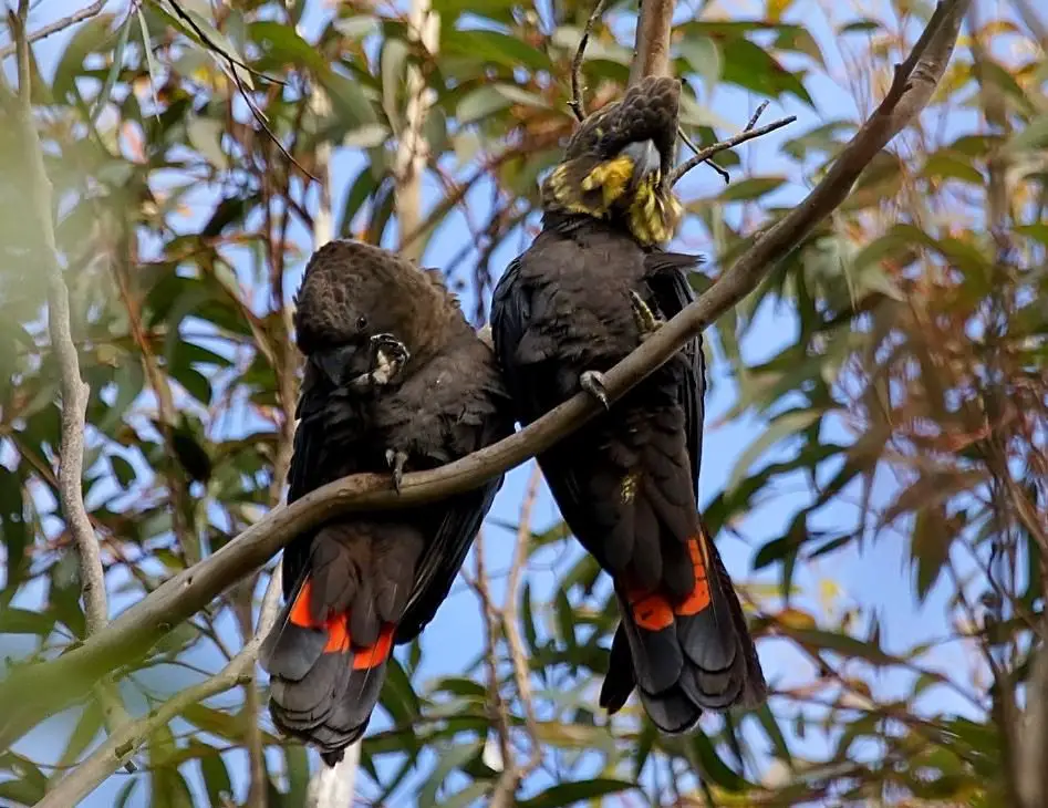 glossy black cockatoo