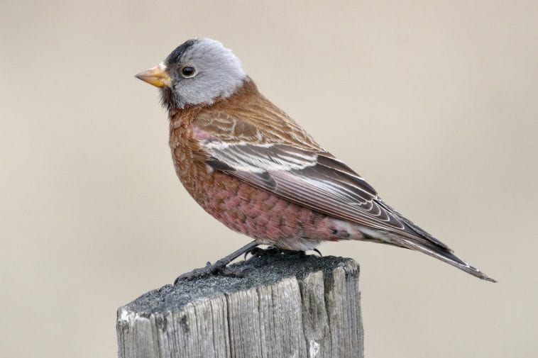 Gray Crowned Rosy Finch Care Sheet | Birds Coo