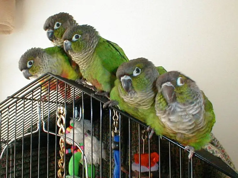 Green-Cheeked Conure Care Sheet | Birds Coo