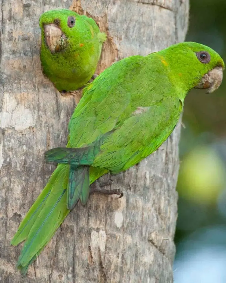 Green Conure Care Sheet Birds Coo