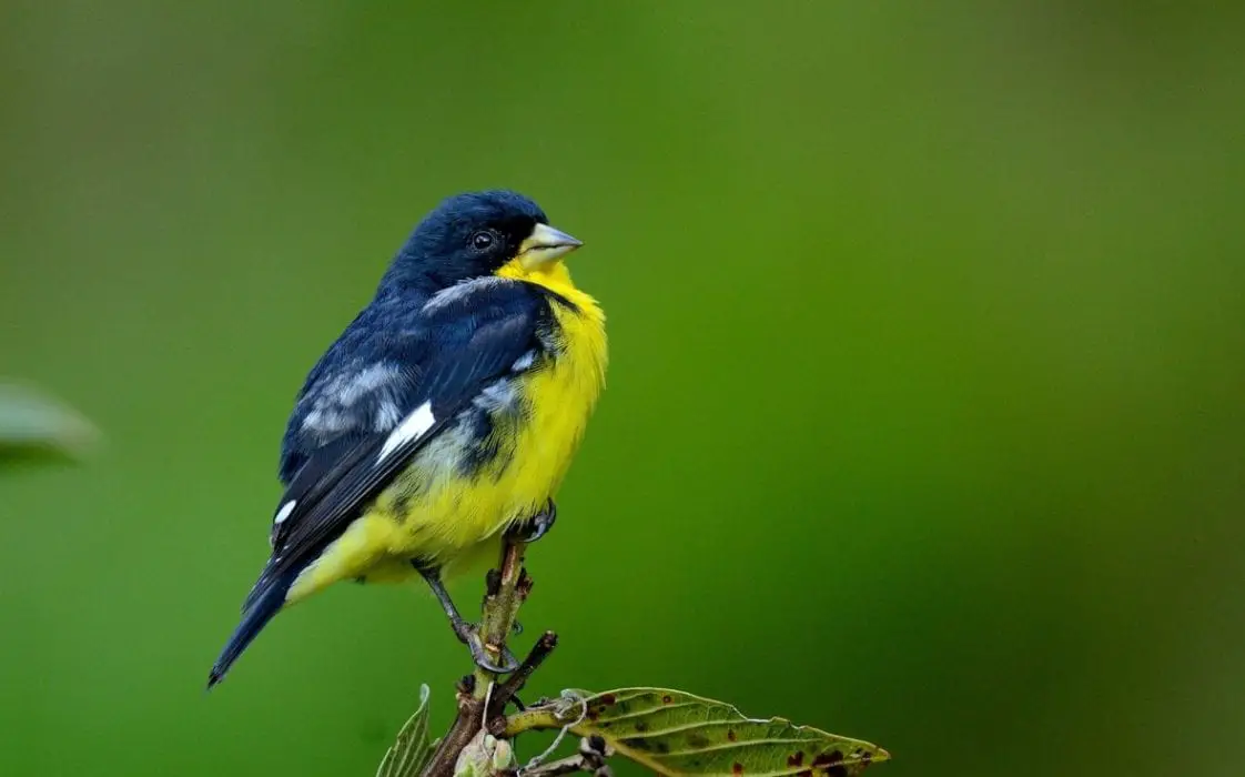 Lesser Goldfinch | Birds Coo