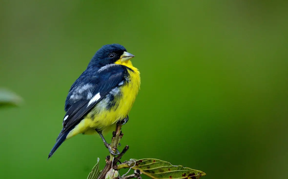 Lesser Goldfinch - Birds Coo