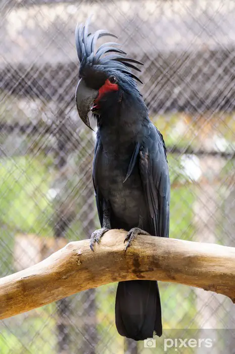 black palm cockatoo for sale near me