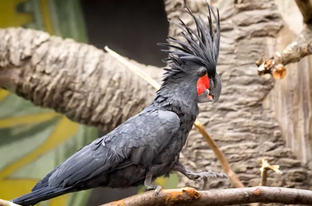 palm tree cockatoo