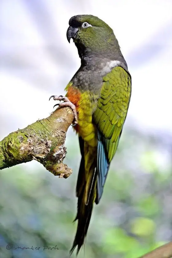 Patagonian Conure Care Sheet Birds Coo