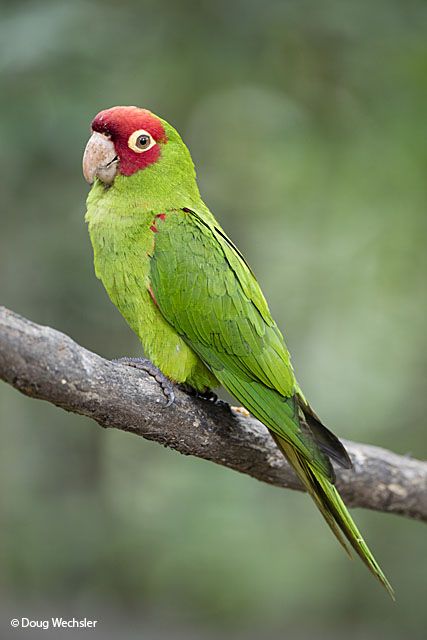 Red-Masked Conure Care Sheet - Birds Coo