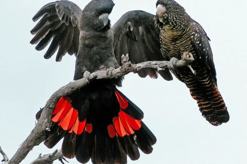 female red tailed black cockatoo