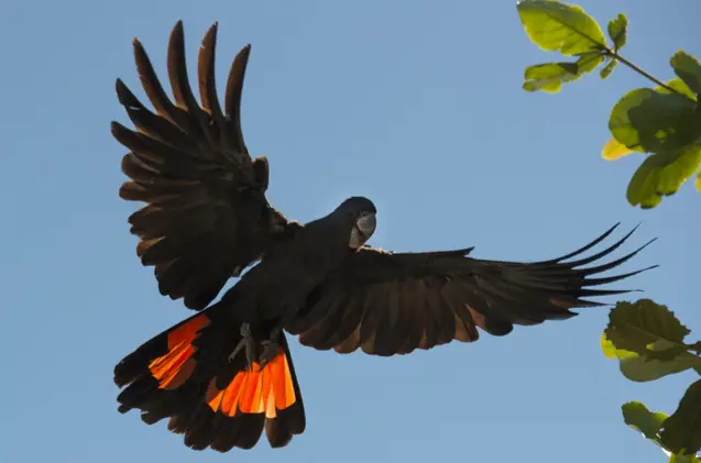 red tailed black cockatoo images