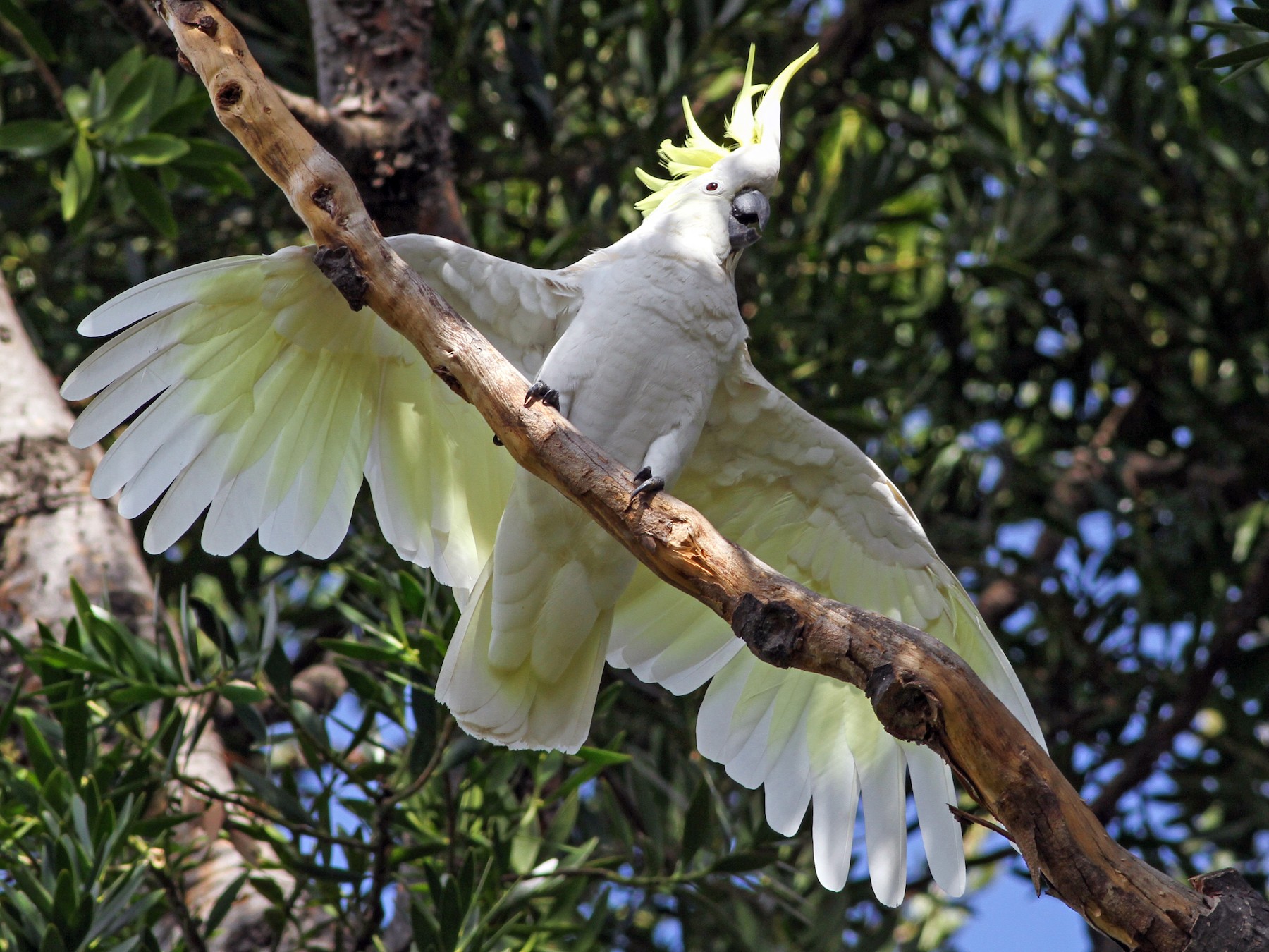 gold crested cockatoo