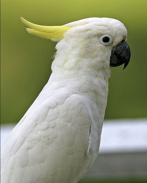 Sulphur Crested Cockatoo Care Sheet Birds Coo 