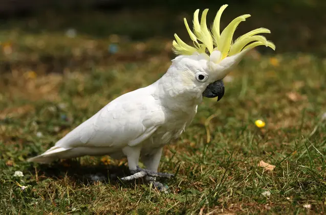 yellow and white cockatoo