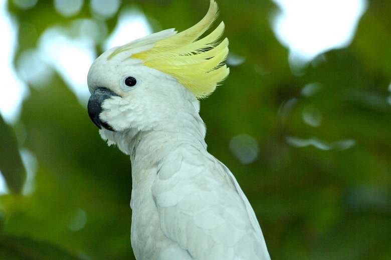 golden cockatoo