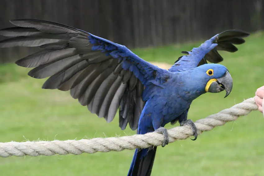 Description: http://www.singing-wings-aviary.com/wp-content/uploads/2017/09/Hyacinth-Macaw-Wingspan.jpg