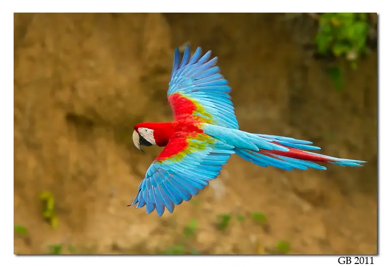 Description: http://www.glennbartley.com/naturephotography/Peru/GB%20Collection%20-%20Peru/Red%20and%20Green%20Macaw%20-%2001.jpg