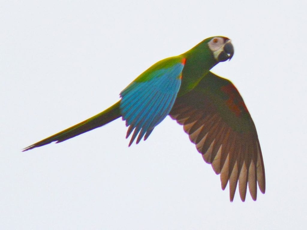 Description: Image result for chestnut-fronted macaw