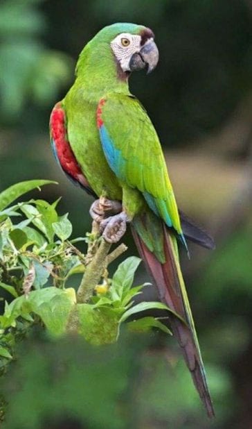 Chestnut-fronted Macaw Care Sheet | Birds Coo