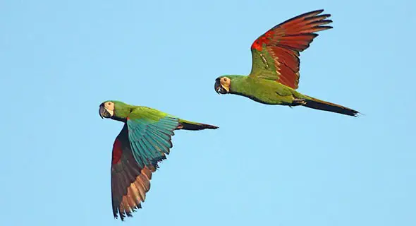 Description: Image result for chestnut-fronted macaw