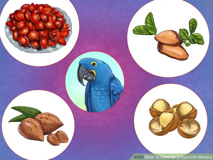 Description: https://www.wikihow.com/images/thumb/1/15/Care-for-a-Hyacinth-Macaw-Step-7.jpg/aid4914325-v4-728px-Care-for-a-Hyacinth-Macaw-Step-7.jpg