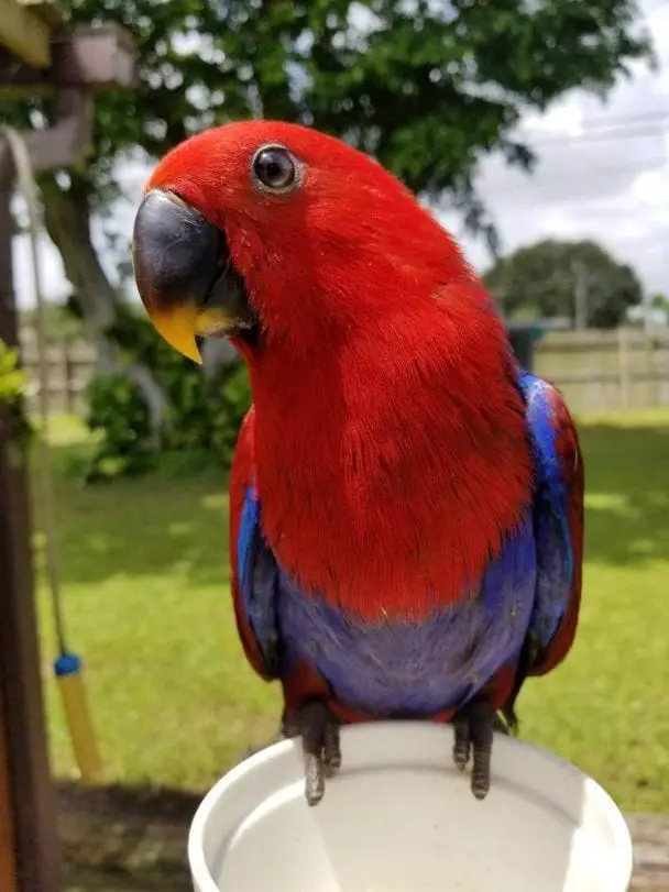 Eclectus Parrot Care Sheet Birds Coo