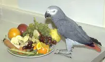 Description: Image result for grey parrot food and diet