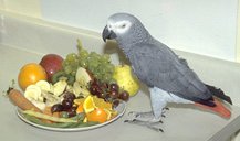 Description: Image result for grey parrot food and diet