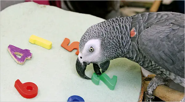 Description: Image result for grey parrot natural communication