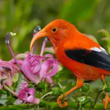 Description: Резултат с изображение за „ʻIʻiwi bird scarlet honeycreeper wikipedia“"