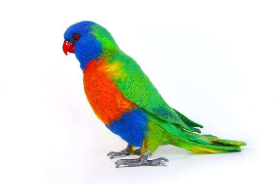 Rainbow Lorikeet Care Sheet | Birds Coo