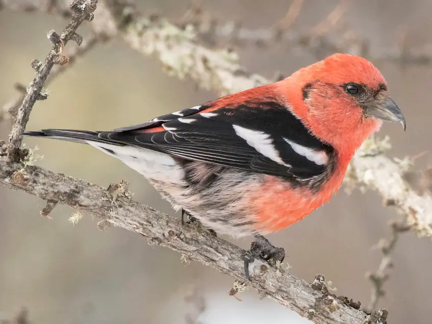 White-winged Crossbill Care Sheet 