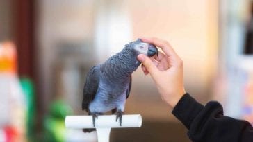 Bird Allergies: Signs
