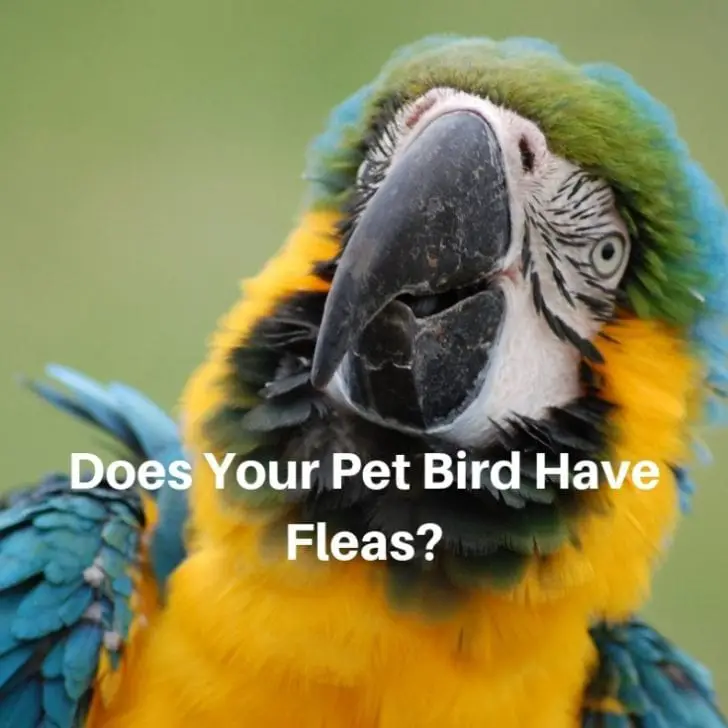 Bird Fleas Cause, Prevention, and Treatment Birds Coo
