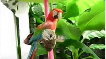 Bird Bobbing Head: Understanding Your Pet Bird