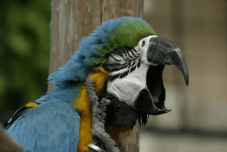 Bird Sneezing: Should It Worry You?