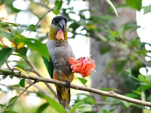 Can Cockatiels Eat Rose Petals 