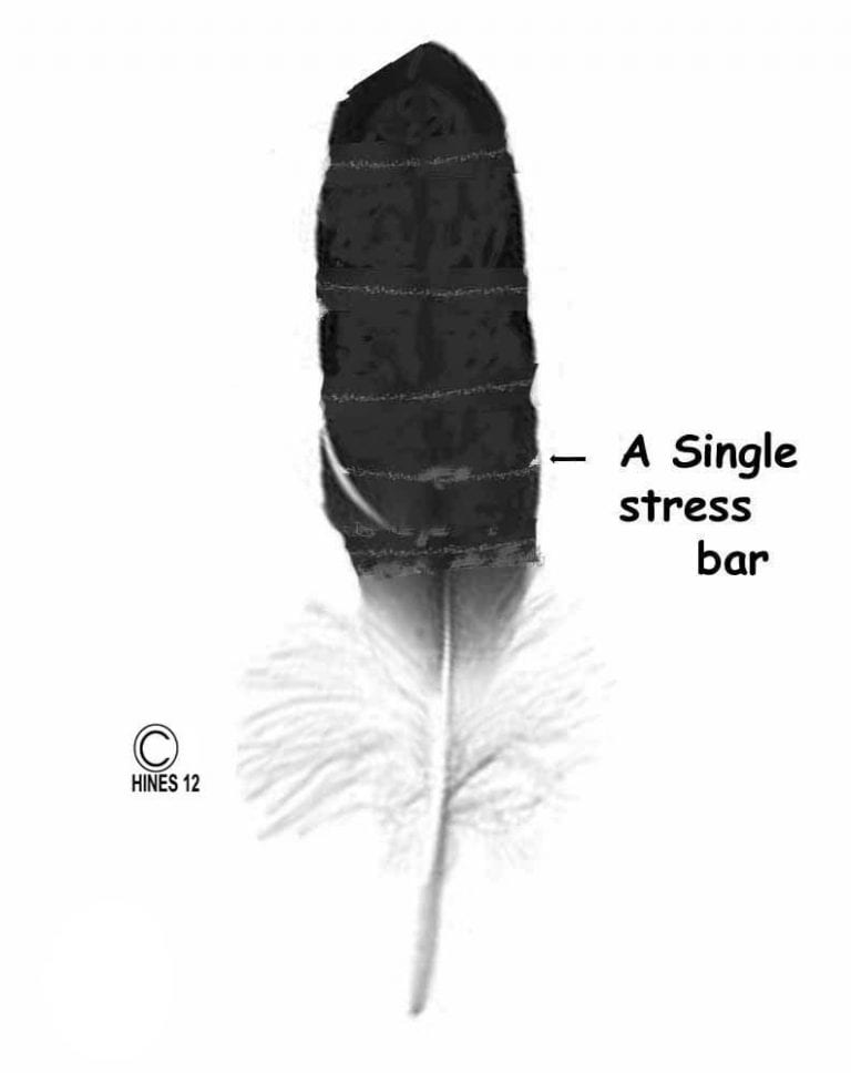 Appearance of Bird's Feather Stress Bars Causes and Prevention Birds Coo