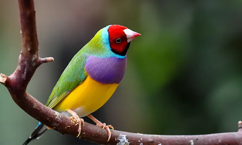 Best Finch Food for Your Pet's Balanced Diet | Birds Coo