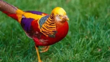 7 Most Exotic Birds That Will Amaze You