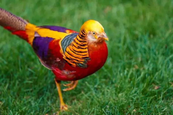 7 Most Exotic Birds That Will Amaze You